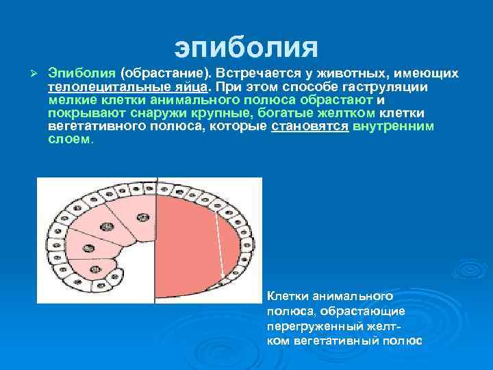 эпиболия Ø Эпиболия (обрастание). Встречается у животных, имеющих телолецитальные яйца. При этом способе гаструляции