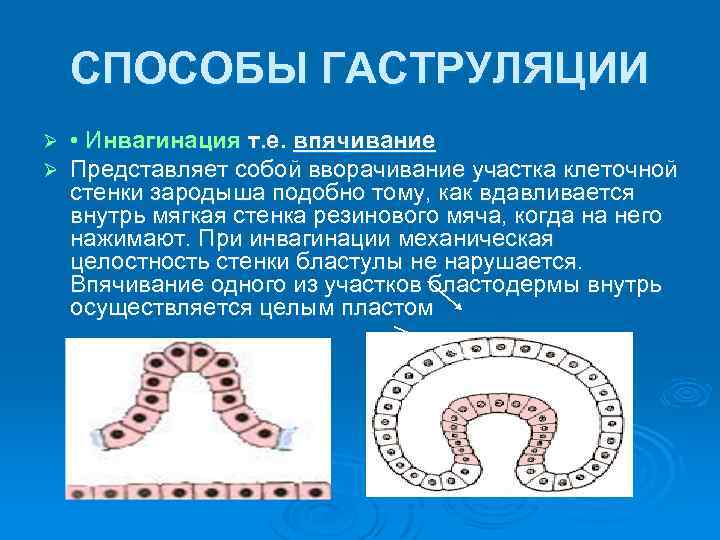 Схема онтогенеза от оплодотворения до окончания гаструляции