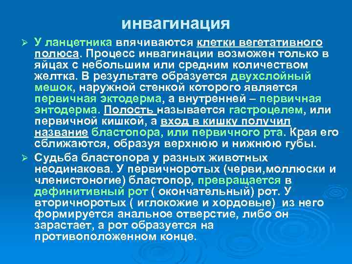 инвагинация У ланцетника впячиваются клетки вегетативного полюса. Процесс инвагинации возможен только в яйцах с