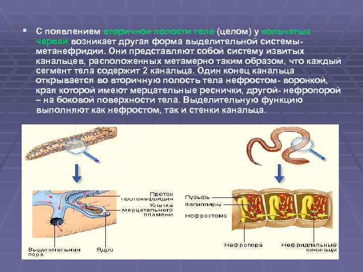 Плоские черви первичная полость тела. Первичная и вторичная полость тела. Вторичная полость червя. Вторичная полость кольчатых червей. Первичная вторичная полость у животных.