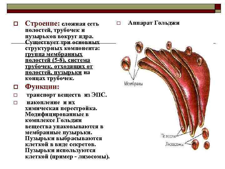 o Строение: сложная сеть o Функции: o транспорт веществ из ЭПС. накопление и их