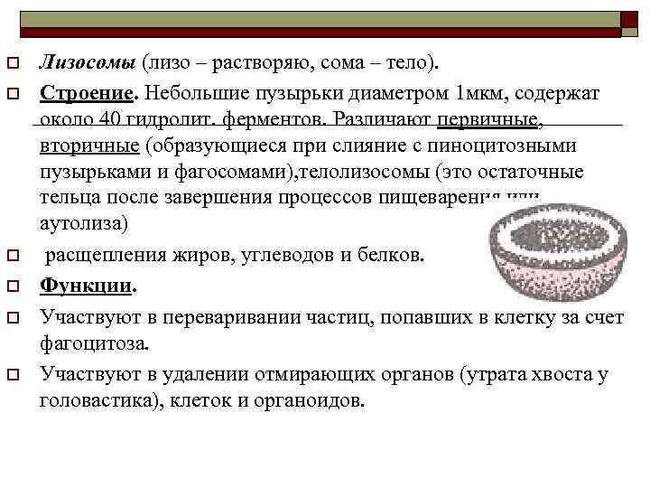 o o o Лизосомы (лизо – растворяю, сома – тело). Строение. Небольшие пузырьки диаметром