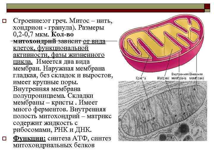 o o Строение: от греч. Митос – нить, хондрион гранула). Размеры 0, 2 0,