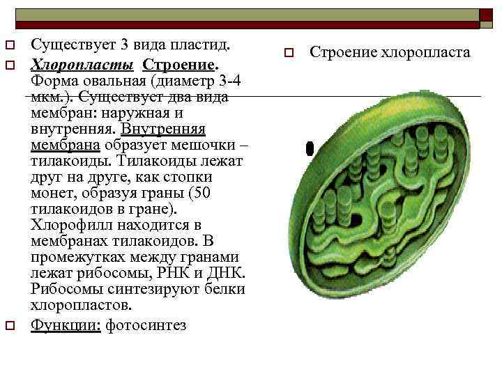 o o o Существует 3 вида пластид. Хлоропласты Строение. Форма овальная (диаметр 3 4