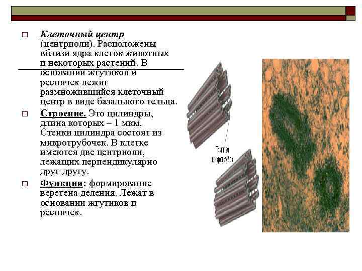 o o o Клеточный центр (центриоли). Расположены вблизи ядра клеток животных и некоторых растений.