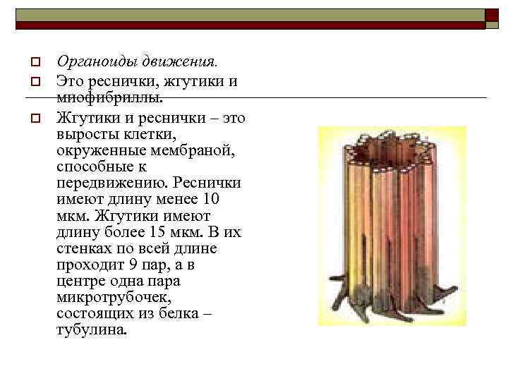 o o o Органоиды движения. Это реснички, жгутики и миофибриллы. Жгутики и реснички –