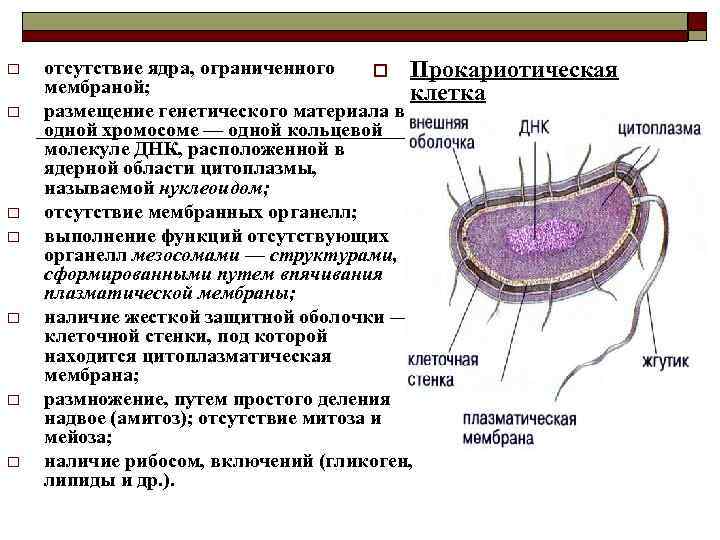 o o o o отсутствие ядра, ограниченного o Прокариотическая мембраной; клетка размещение генетического материала