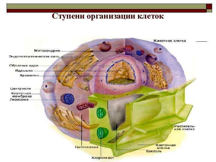 Ступени организации клеток 