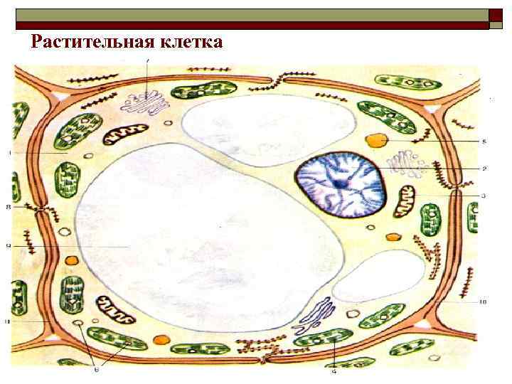 Растительная клетка o 