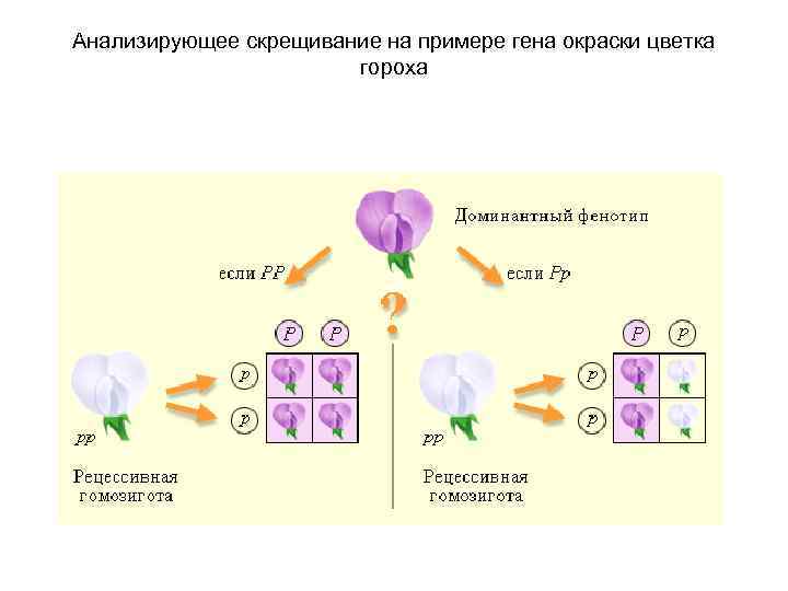 Анализирующее скрещивание на примере гена окраски цветка гороха 