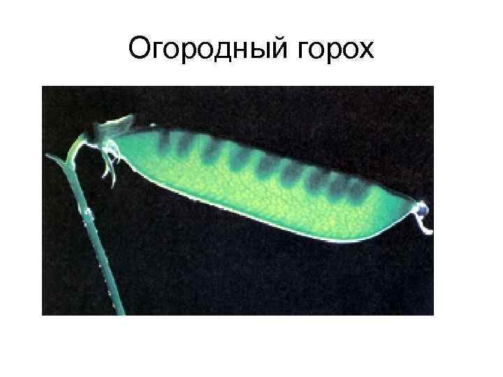 Огородный горох 