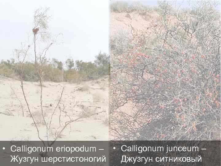  • Calligonum eriopodum – • Calligonum junceum – Джузгун ситниковый Жузгун шерстистоногий 