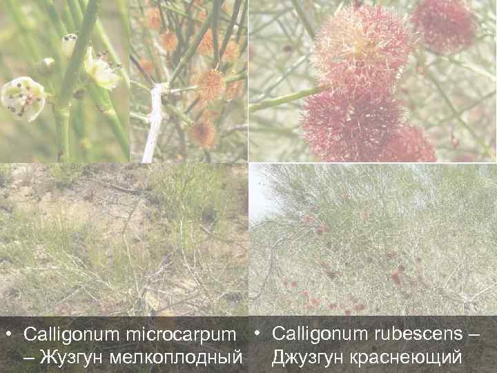  • Calligonum microcarpum • Calligonum rubescens – Джузгун краснеющий – Жузгун мелкоплодный 