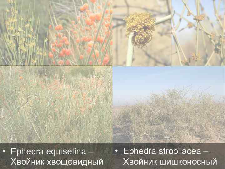  • Ephedra equisetina – Хвойник хвощевидный • Ephedra strobilacea – Хвойник шишконосный 