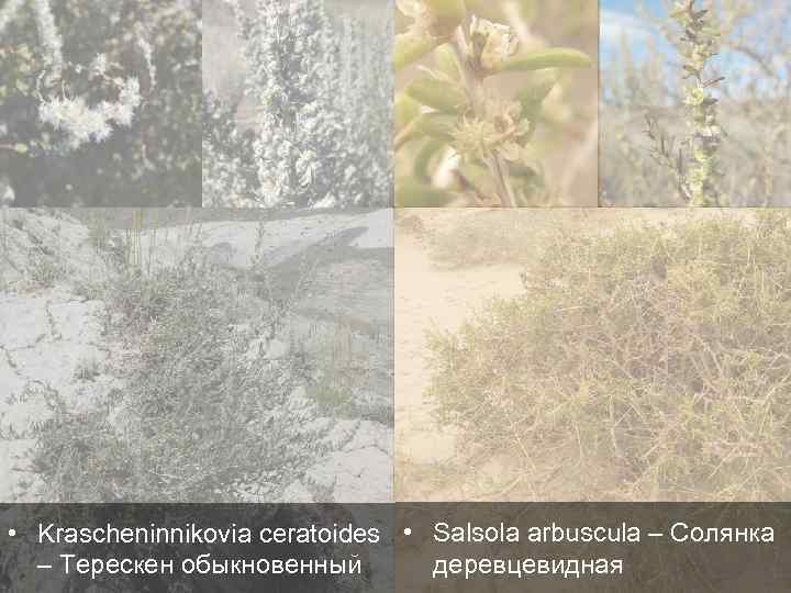  • Krascheninnikovia ceratoides • Salsola arbuscula – Солянка деревцевидная – Терескен обыкновенный 