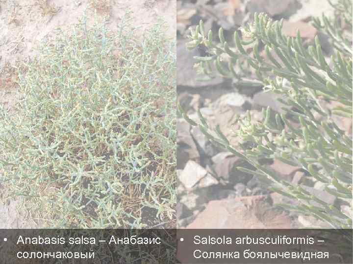  • Anabasis salsa – Анабазис солончаковый • Salsola arbusculiformis – Солянка боялычевидная 