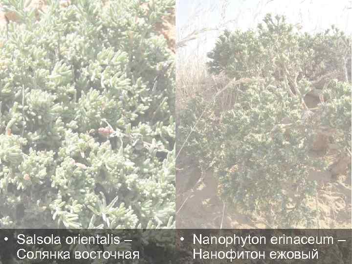  • Salsola orientalis – Солянка восточная • Nanophyton erinaceum – Нанофитон ежовый 