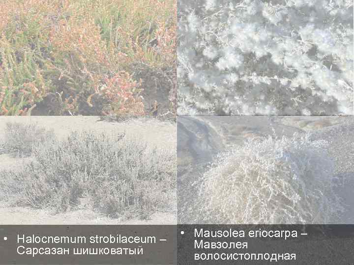  • Halocnemum strobilaceum – Сарсазан шишковатый • Mausolea eriocarpa – Мавзолея волосистоплодная 