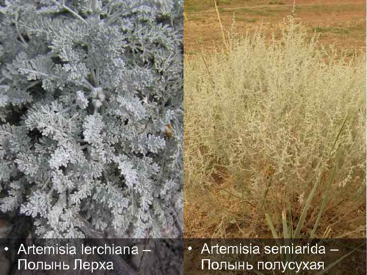  • Artemisia lerchiana – Полынь Лерха • Artemisia semiarida – Полынь полусухая 