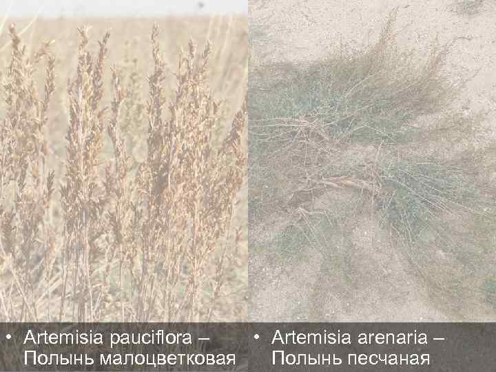  • Artemisia pauciflora – • Artemisia arenaria – Полынь малоцветковая Полынь песчаная 