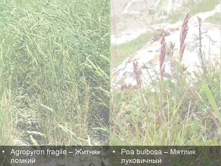  • Agropyron fragile – Житняк ломкий • Poa bulbosa – Мятлик луковичный 