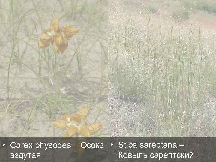  • Carex physodes – Осока • Stipa sareptana – Ковыль сарептский вздутая 