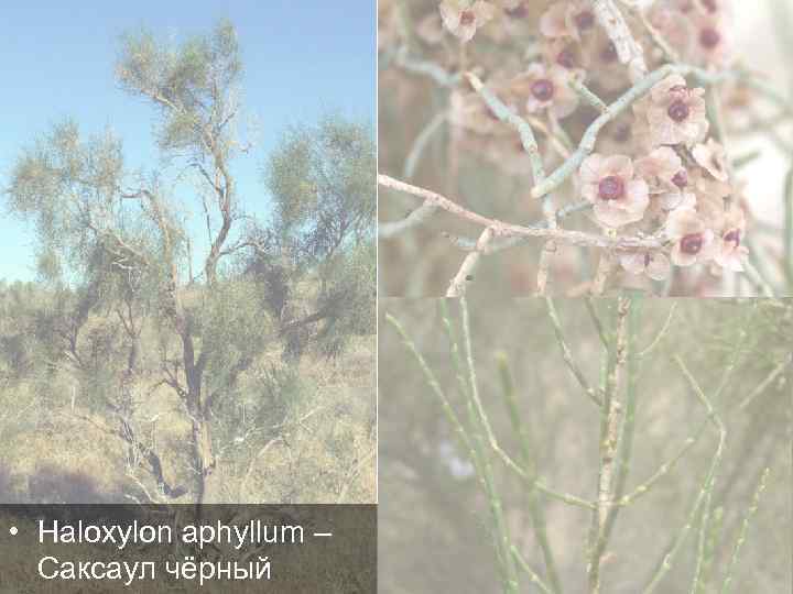  • Haloxylon aphyllum – Саксаул чёрный 