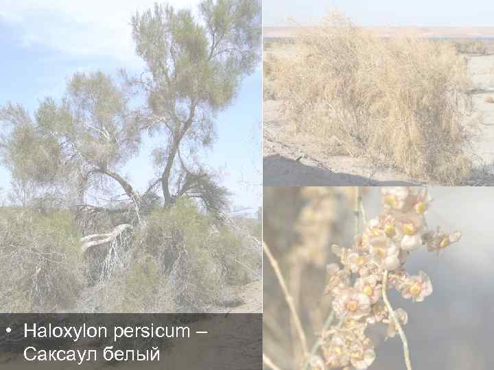  • Haloxylon persicum – Саксаул белый 