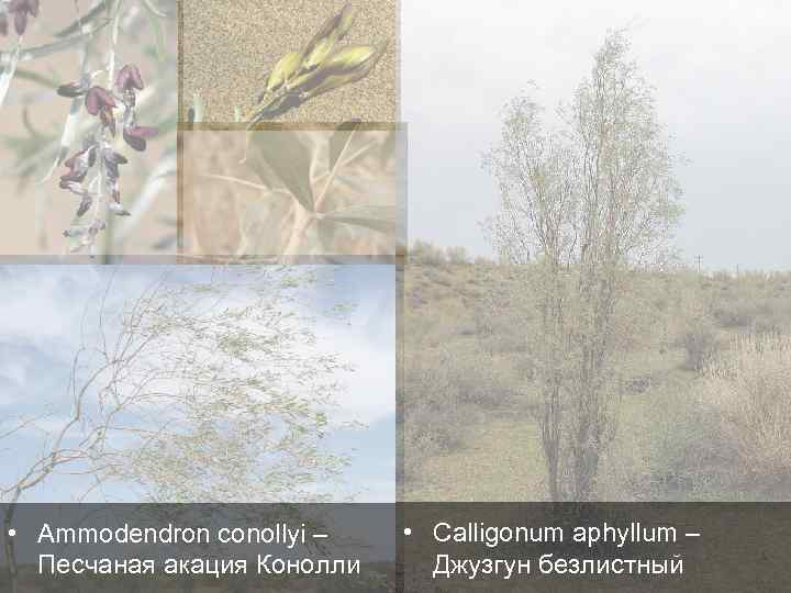  • Ammodendron conollyi – Песчаная акация Конолли • Calligonum aphyllum – Джузгун безлистный