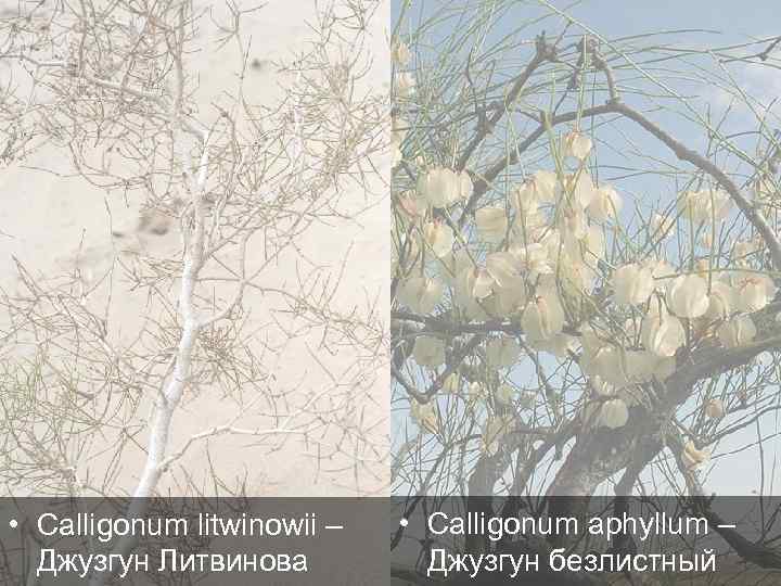  • Calligonum litwinowii – Джузгун Литвинова • Calligonum aphyllum – Джузгун безлистный 