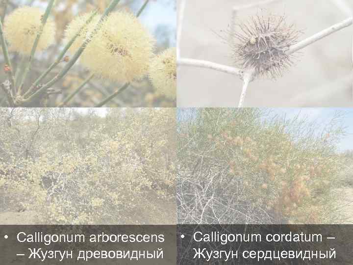  • Calligonum arborescens – Жузгун древовидный • Calligonum cordatum – Жузгун сердцевидный 