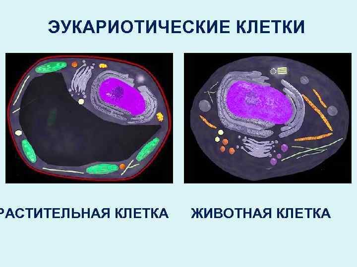 ЭУКАРИОТИЧЕСКИЕ КЛЕТКИ РАСТИТЕЛЬНАЯ КЛЕТКА ЖИВОТНАЯ КЛЕТКА 