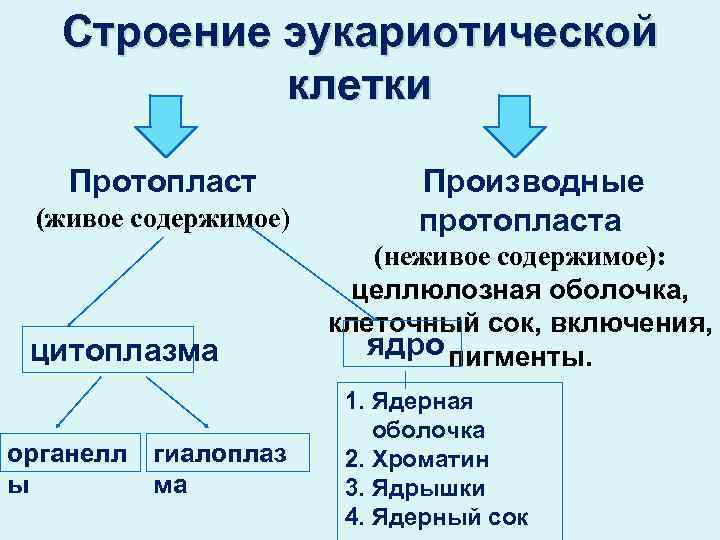 Строение эукариотической клетки Протопласт (живое содержимое) цитоплазма органелл ы гиалоплаз ма Производные протопласта (неживое