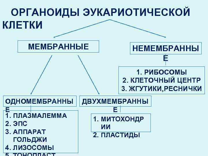 ОРГАНОИДЫ ЭУКАРИОТИЧЕСКОЙ КЛЕТКИ МЕМБРАННЫЕ НЕМЕМБРАННЫ Е 1. РИБОСОМЫ 2. КЛЕТОЧНЫЙ ЦЕНТР 3. ЖГУТИКИ, РЕСНИЧКИ
