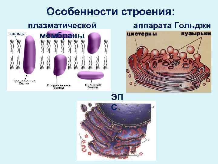 Особенности строения: липиды плазматической мембраны аппарата Гольджи ЭП С 