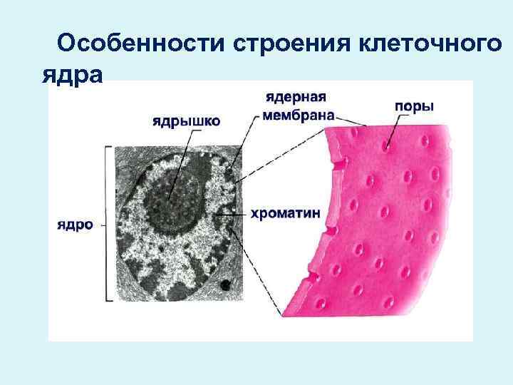 Особенности строения клеточного ядра 