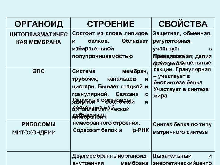 ОРГАНОИД СТРОЕНИЕ ЦИТОПЛАЗМАТИЧЕС Состоит из слоев липидов и белков. Обладает КАЯ МЕМБРАНА избирательной полупроницаемостью