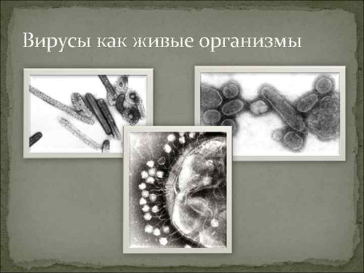 Вирусы как живые организмы 