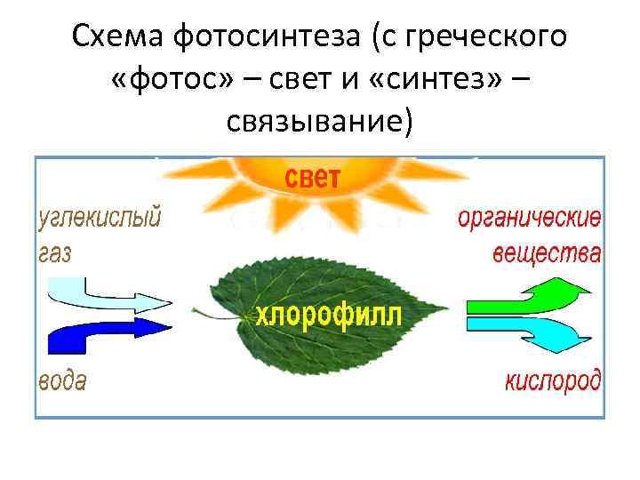 Схема фотосинтеза (с греческого «фотос» – свет и «синтез» – связывание) 