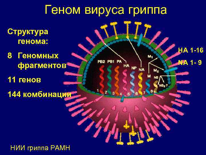 Геном вируса гриппа Структура генома: 8 Геномных фрагментов 11 генов 144 комбинации НИИ гриппа