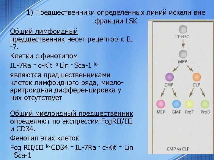 1) Предшественники определенных линий искали вне фракции LSK Общий лимфоидный предшественник несет рецептор к