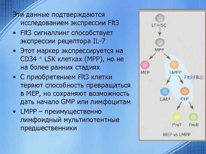 Эти данные подтверждаются исследованием экспрессии Flt 3 • Flt 3 сигналлинг способствует экспрессии рецептора
