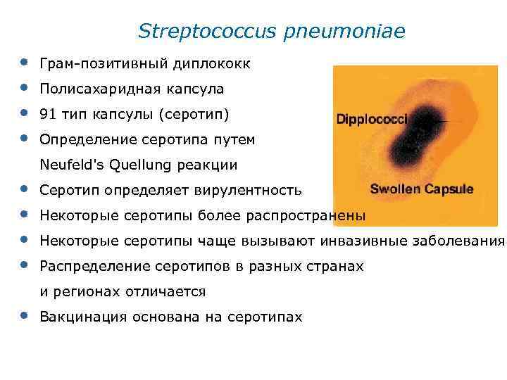 Streptococcus pneumoniae • • Грам-позитивный диплококк Полисахаридная капсула 91 тип капсулы (серотип) Определение серотипа