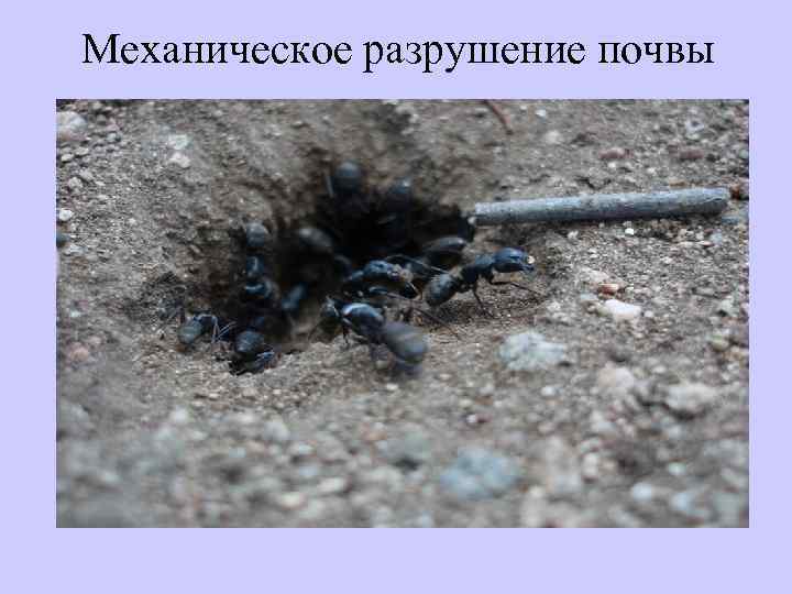 Механическое разрушение почвы 
