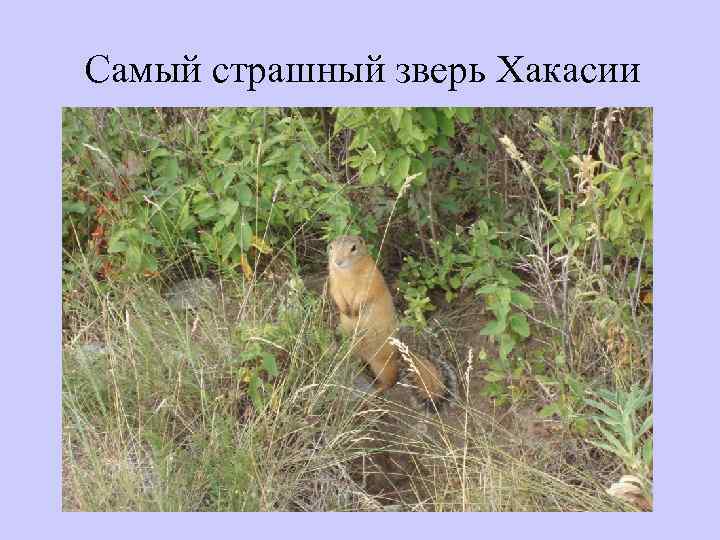 Самый страшный зверь Хакасии 