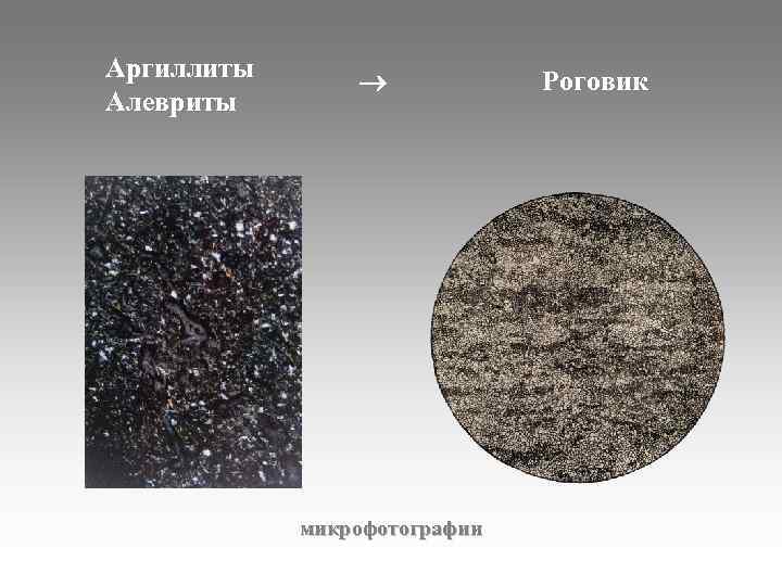 Аргиллиты Алевриты микрофотографии Роговик 
