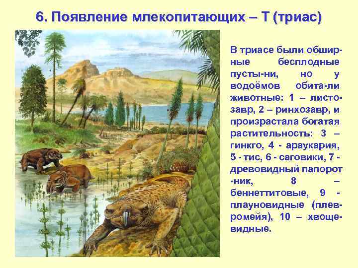 6. Появление млекопитающих – Т (триас) В триасе были обширные бесплодные пусты-ни, но у