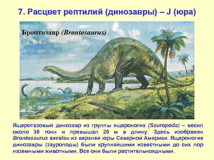 7. Расцвет рептилий (динозавры) – J (юра) Бронтозавр (Brontosaurus) Ящеротазовый динозавр из группы ящероногих