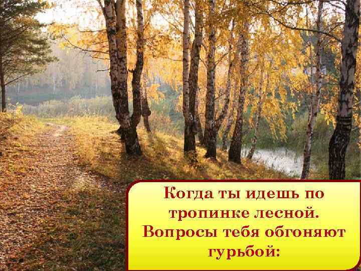 Когда ты идешь по тропинке лесной. Вопросы тебя обгоняют гурьбой: 