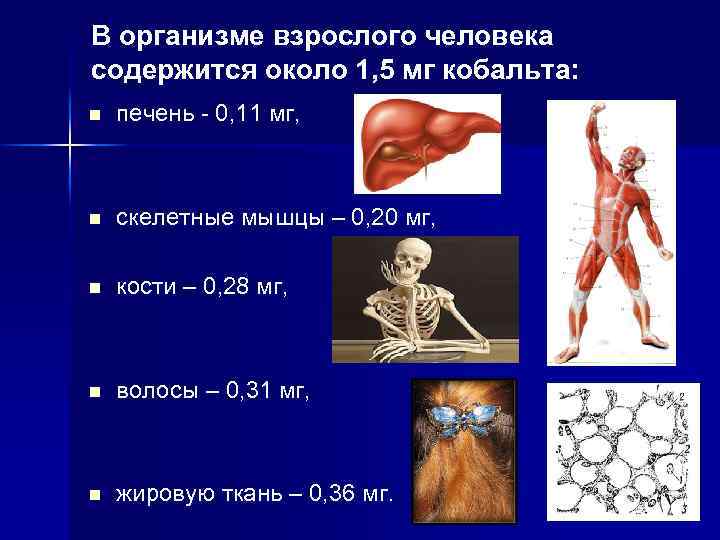 В организме взрослого человека содержится около 1, 5 мг кобальта: n печень - 0,